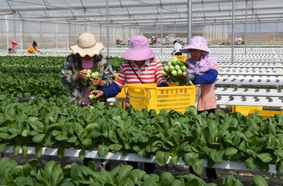 云南彌勒:高原特色蔬菜種植助農增收
