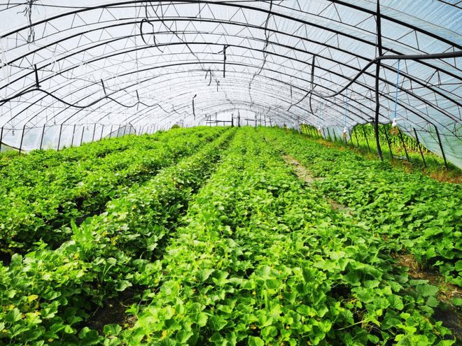 胡慶余堂方格有機種植基地 回歸自然，守護純凈蔬菜之源
