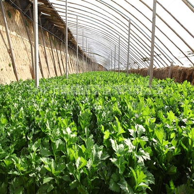 溫室大棚蔬菜種植的科學管理指南