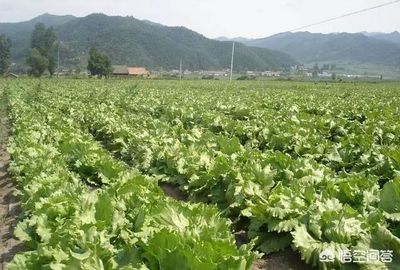 2019年農村蔬菜種植加配送 掘金還是踩坑？