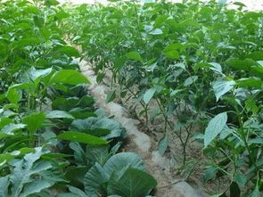 2018年蔬菜種植時間表 全面規劃種植作業指南